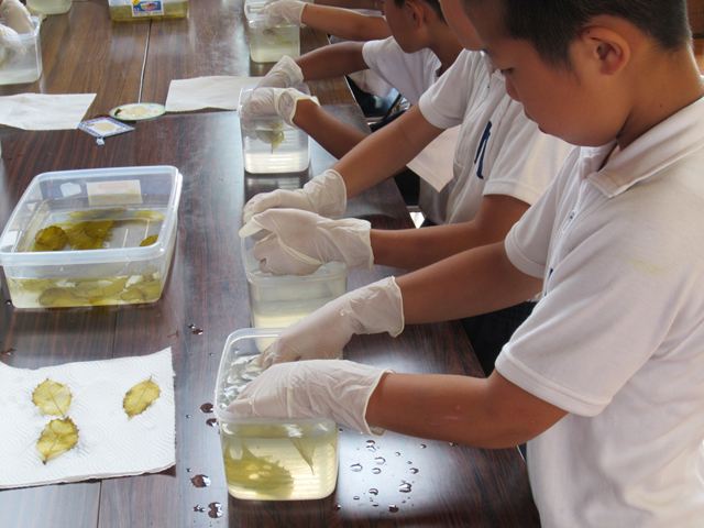 葉脈標本しおり２